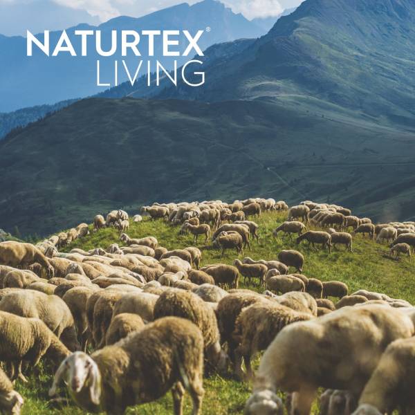 foto islandske ovce naturtex